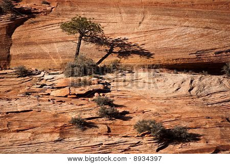 Zion Nationalpark-Baum
