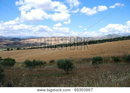 Wheat fields, Andalusia.