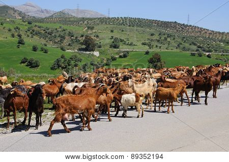 Goats in Spanish countryside.