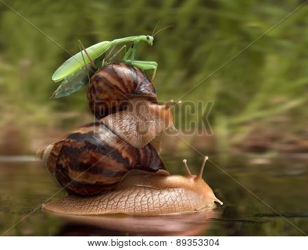 snails and mantis