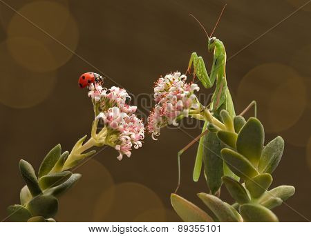 mantis and ladybug