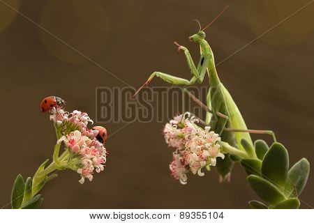 mantis and ladybugs