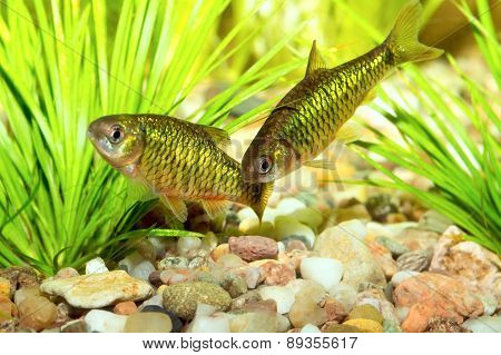 Barb Fishes