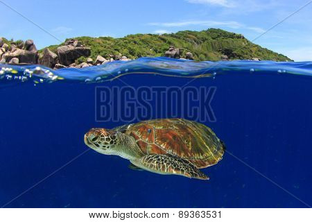 Green Sea Turtle: half and half split shot of underwater turtle and blue sky island above