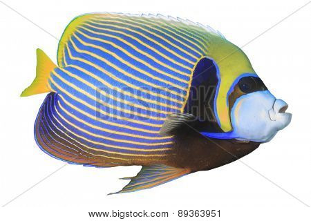 Tropical fish isolated on white background: Emperor Angelfish