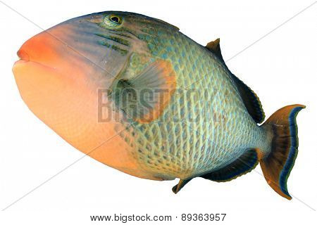 Tropical fish isolated white background: Yellowmargin Triggerfish
