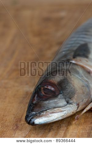 Atlantic Mackerel Close Up