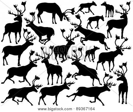Set of eps8 editable vector silhouettes of reindeer or caribou standing, walking, running and leaping
