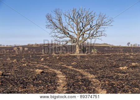 Oak Tree