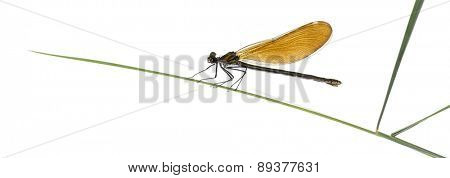 Female beautiful demoiselle - Calopteryx virgo, on grass blade in front of a white background