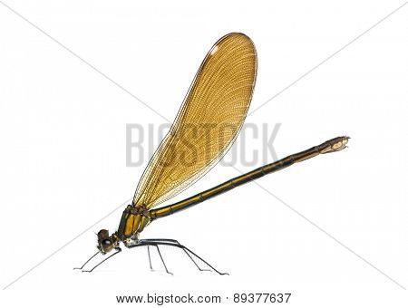 Female beautiful demoiselle, Calopteryx virgo in front of a white background