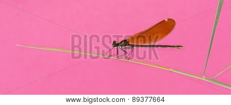 Female beautiful demoiselle - Calopteryx virgo, on grass blade in front of a pink background