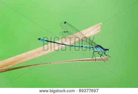Azure damselfly, Coenagrion puella, on a straw in front of a green background