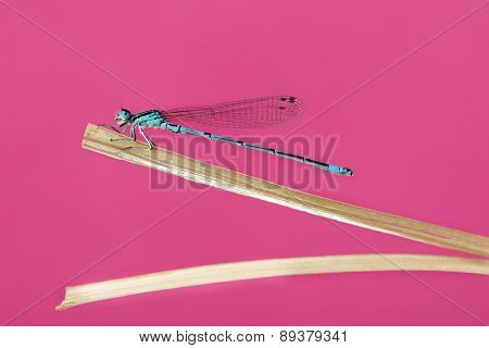 Azure damselfly, Coenagrion puella, on a straw in front of a pink background