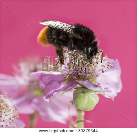 Red-tailed bumblebee, Bombus lapidarius, foraging on a flower in front of a pink background