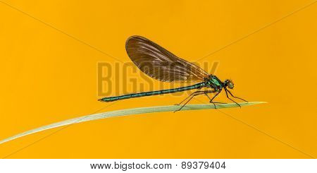 Male beautiful demoiselle, Calopteryx virgo, on a blade of grass in front of an orange background