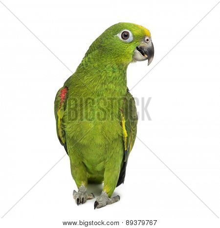 yellow-crowned amazon, Amazona ochrocephala, in front of a white background