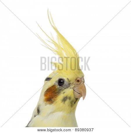 cockatiel, Nymphicus hollandicus, in front of a white background