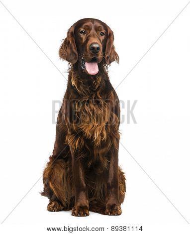 Irish Setter (2years old) in front of a white background