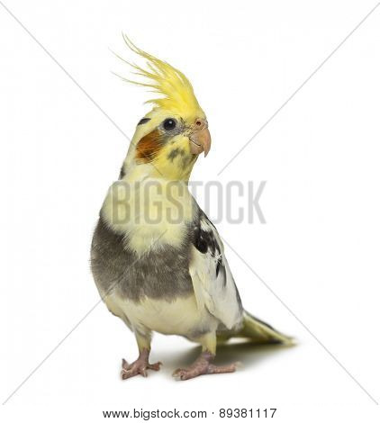 cockatiel, Nymphicus hollandicus, in front of a white background