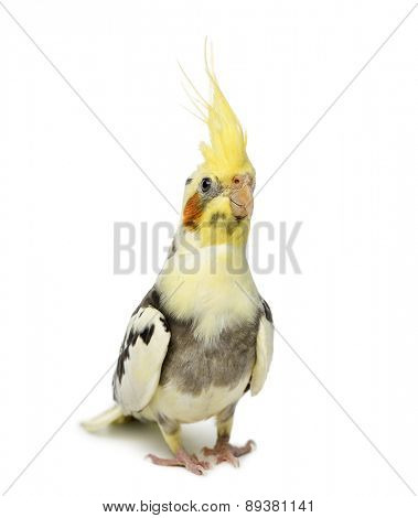 cockatiel, Nymphicus hollandicus, in front of a white background