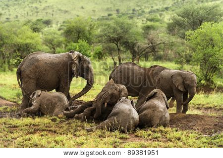 Herd of elephants resting, Serengeti, Tanzania, Africa