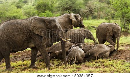 Herd of elephants resting, Serengeti, Tanzania, Africa