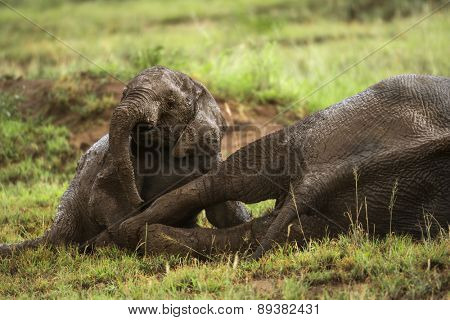 Young elephant playing, Serengeti, Tanzania, Africa