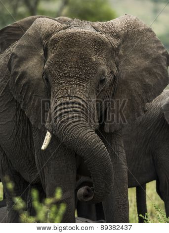 Close-up of an elephant, Serengeti, Tanzania, Africa