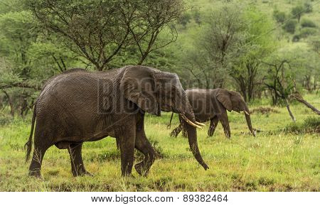 Elephants walking, Serengeti, Tanzania, Africa