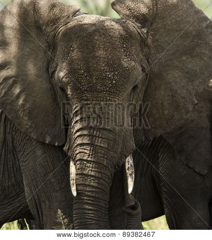 Close-up of a herd of elephants, Serengeti, Tanzania, Africa