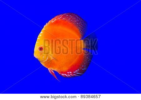 Pompadour Fish On Blue Background