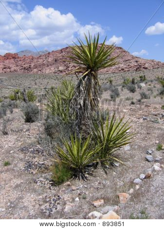 Red Rock Canyon fabrikasında avize