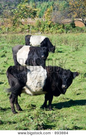 Belted Galloways