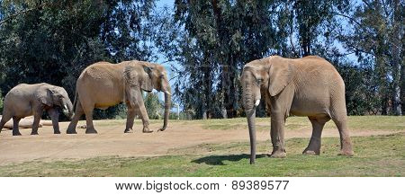 Elephants