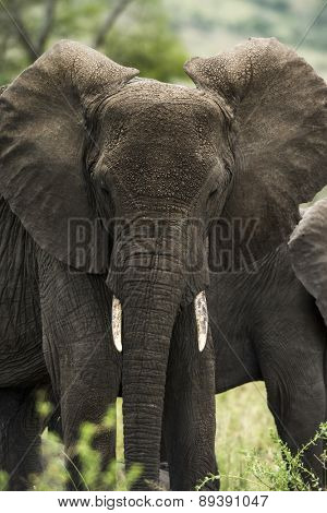 Close-up of an elephant, Serengeti, Tanzania, Africa