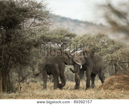 Young elephants playing, Serengeti, Tanzania, Africa