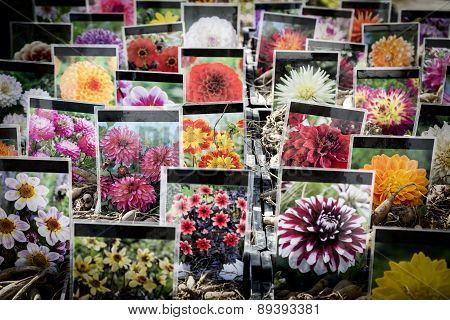 Berlin, Germany - April 10, 2015: Flower Stall At Botanischer Garten, Botany Garden. Every Year In S