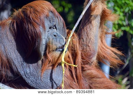 The orangutans