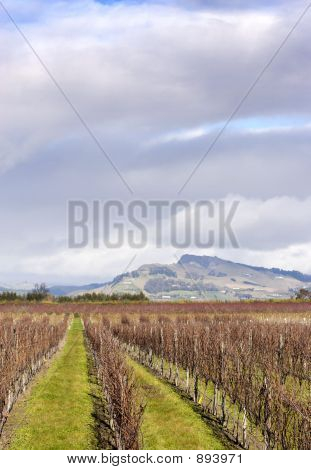 Winter wijnstokken Nz 03