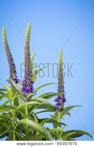 Purple Salvia Spikes On Blue