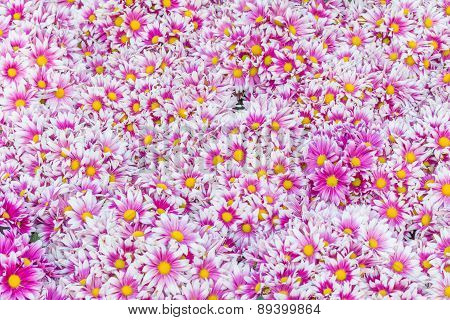 Autumn Bright Colored Chrysanthemum Flowers As Background