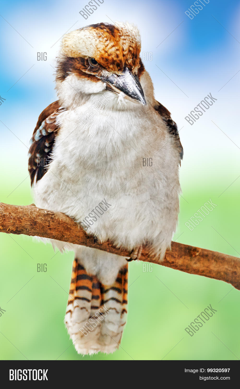 Bird Laughing Image & Photo (Free Trial) Bigstock