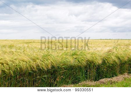 a nice photo of a grainfield in sumer