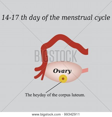 14 -17 day of the menstrual cycle - the formation of the corpus luteum. Vector illustration on a gra