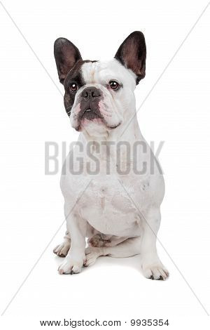 Francia Bulldog, elszigetelt fehér