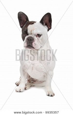 Francia Bulldog, elszigetelt fehér