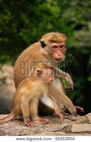 Toque Macaques Mother And Baby Sitting At Cave Temple In Dambulla, Sri Lanka