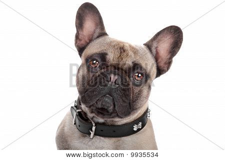 Francia Bulldog, elszigetelt fehér