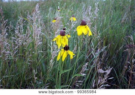 Ants on a Rough Coneflower
